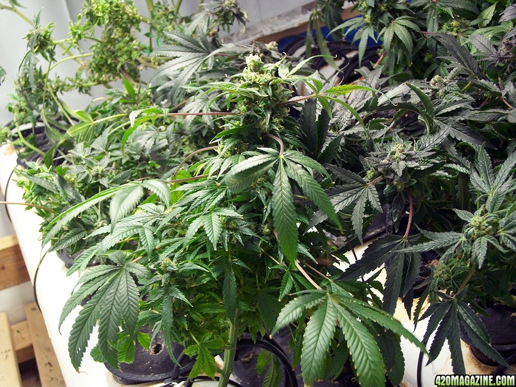 KingJohnC_s_Green_Sun_LED_Lights_Znet4_Aeroponic_Indoor_Grow_Journal_and_Review_2015-01-17_-_057.JPG