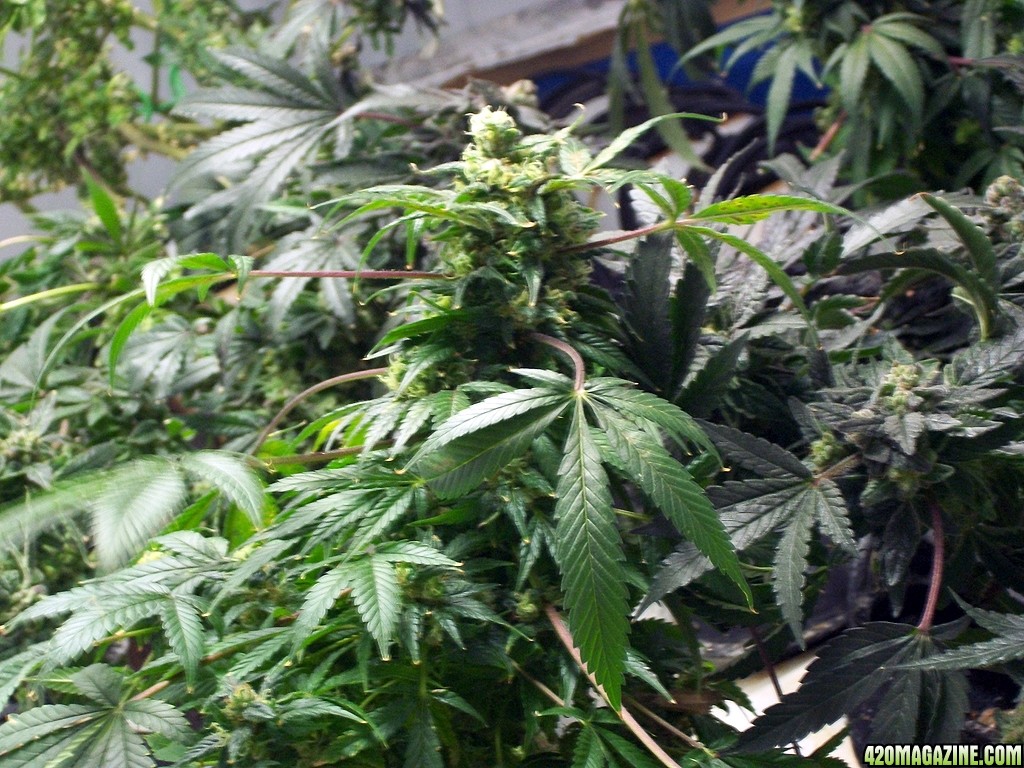 KingJohnC_s_Green_Sun_LED_Lights_Znet4_Aeroponic_Indoor_Grow_Journal_and_Review_2015-01-17_-_058.JPG
