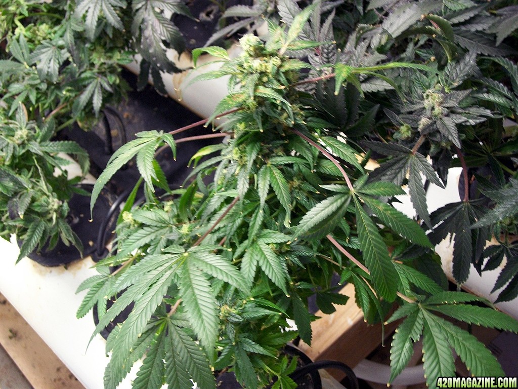 KingJohnC_s_Green_Sun_LED_Lights_Znet4_Aeroponic_Indoor_Grow_Journal_and_Review_2015-01-17_-_059.JPG