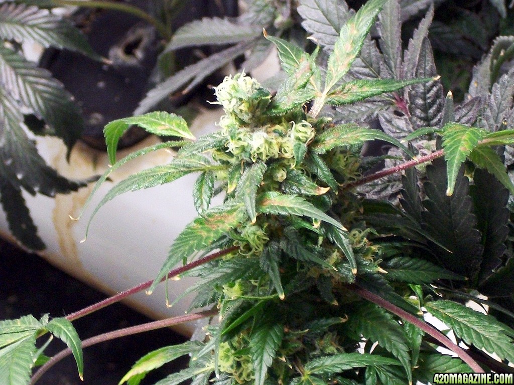 KingJohnC_s_Green_Sun_LED_Lights_Znet4_Aeroponic_Indoor_Grow_Journal_and_Review_2015-01-17_-_060.JPG