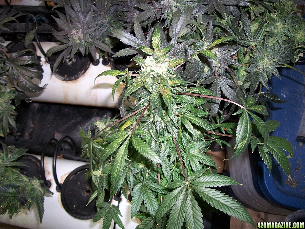 KingJohnC_s_Green_Sun_LED_Lights_Znet4_Aeroponic_Indoor_Grow_Journal_and_Review_2015-01-17_-_061.JPG