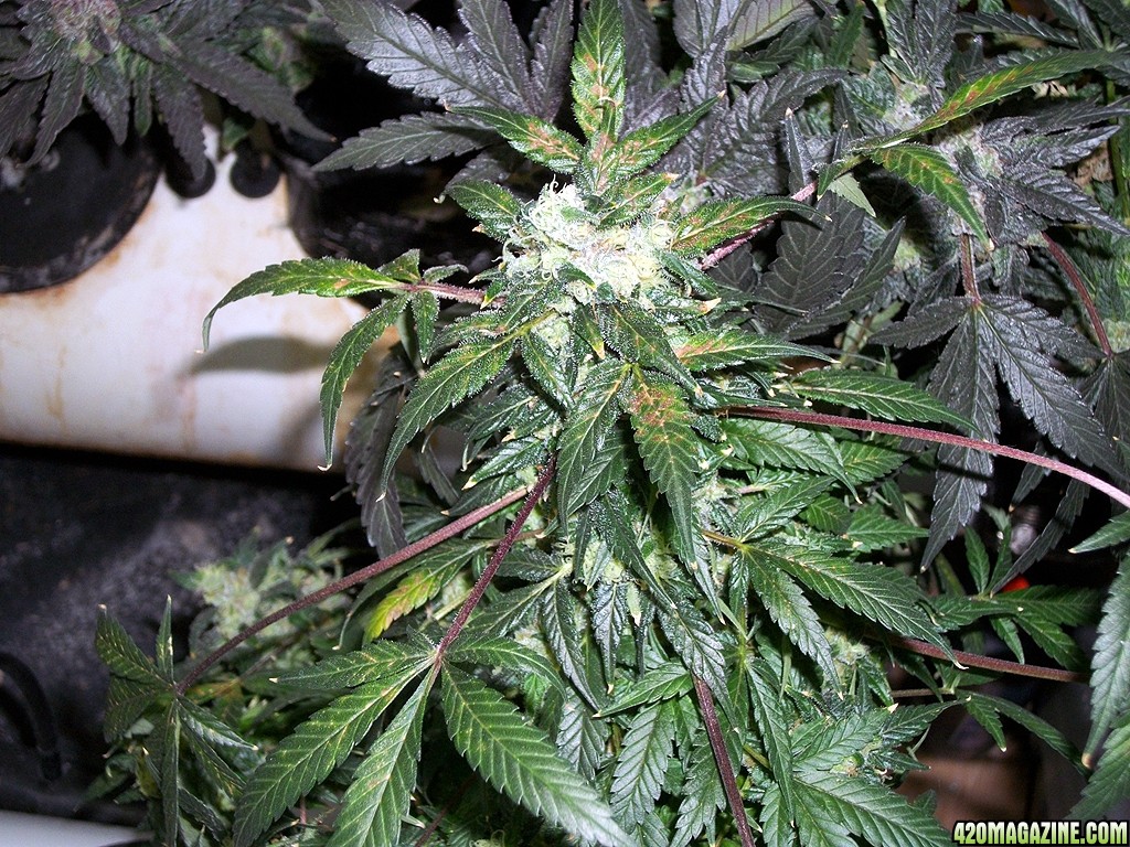 KingJohnC_s_Green_Sun_LED_Lights_Znet4_Aeroponic_Indoor_Grow_Journal_and_Review_2015-01-17_-_062.JPG