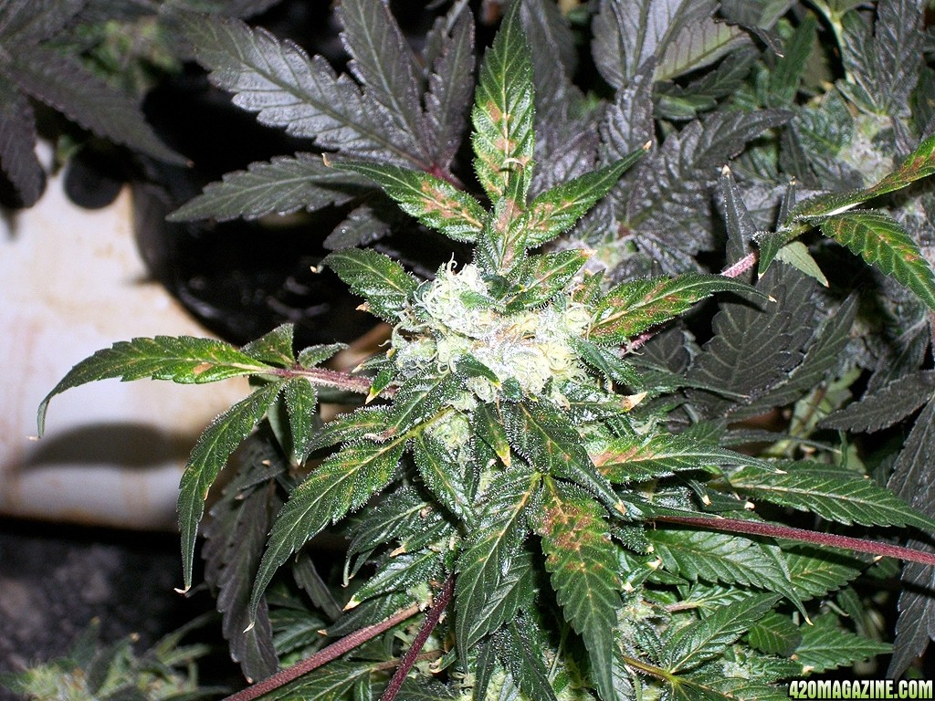 KingJohnC_s_Green_Sun_LED_Lights_Znet4_Aeroponic_Indoor_Grow_Journal_and_Review_2015-01-17_-_063.JPG