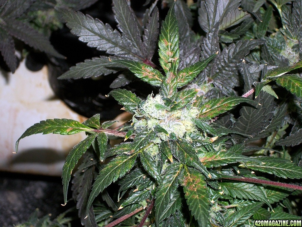 KingJohnC_s_Green_Sun_LED_Lights_Znet4_Aeroponic_Indoor_Grow_Journal_and_Review_2015-01-17_-_064.JPG