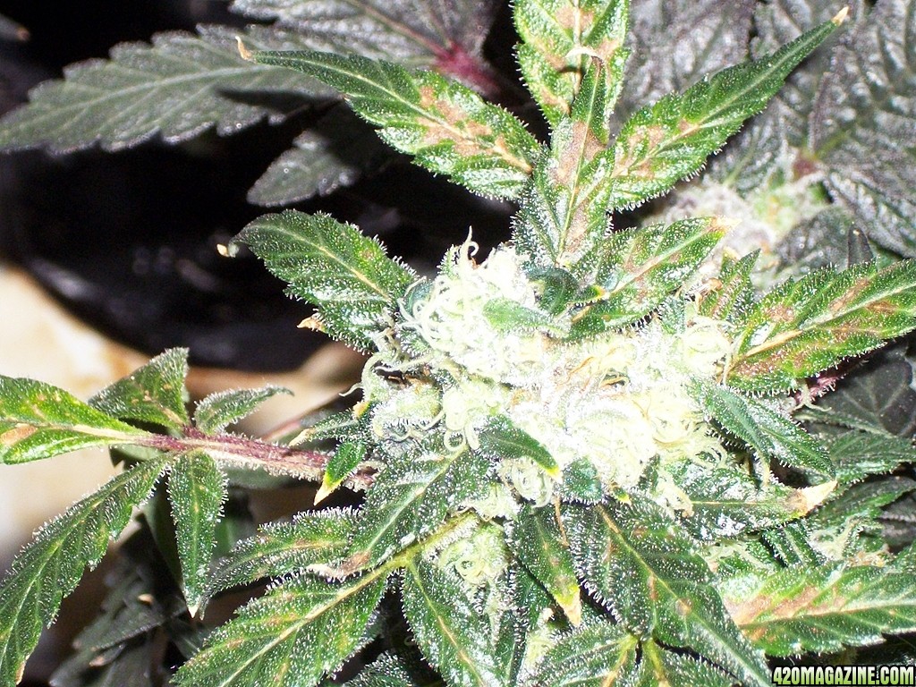 KingJohnC_s_Green_Sun_LED_Lights_Znet4_Aeroponic_Indoor_Grow_Journal_and_Review_2015-01-17_-_065.JPG