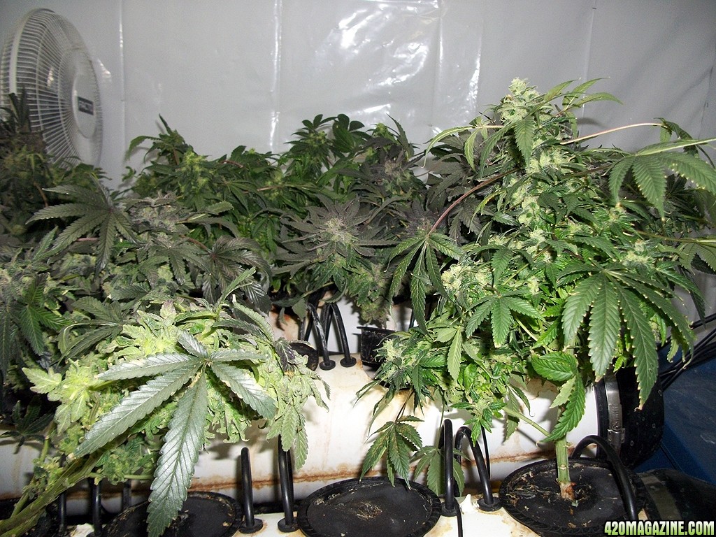 KingJohnC_s_Green_Sun_LED_Lights_Znet4_Aeroponic_Indoor_Grow_Journal_and_Review_2015-01-17_-_070.JPG