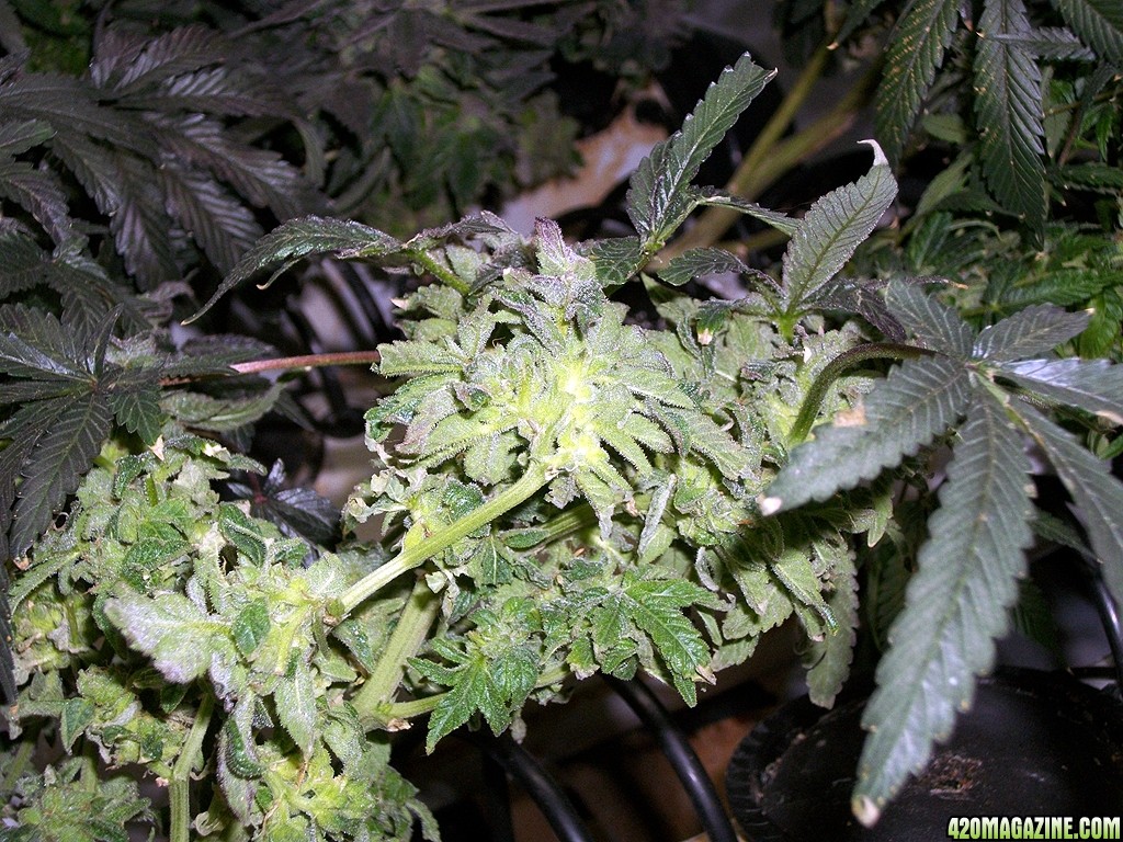 KingJohnC_s_Green_Sun_LED_Lights_Znet4_Aeroponic_Indoor_Grow_Journal_and_Review_2015-01-17_-_072.JPG