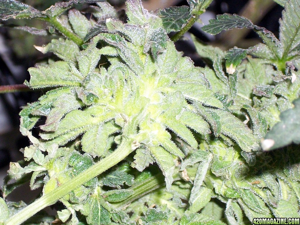KingJohnC_s_Green_Sun_LED_Lights_Znet4_Aeroponic_Indoor_Grow_Journal_and_Review_2015-01-17_-_073.JPG