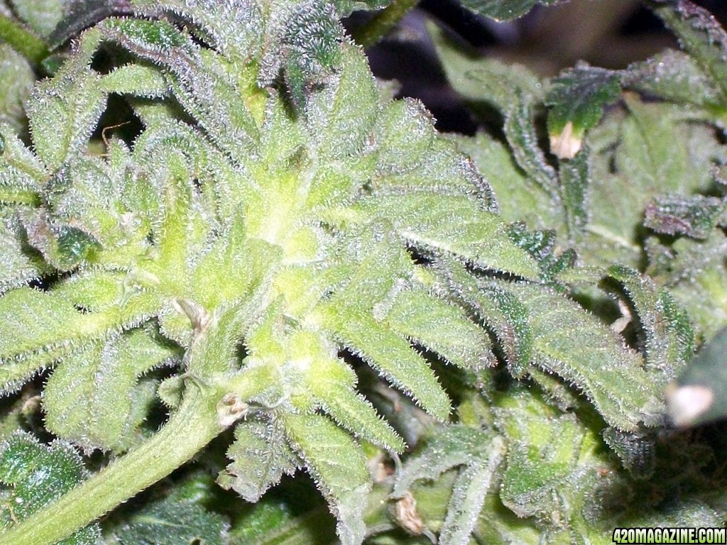 KingJohnC_s_Green_Sun_LED_Lights_Znet4_Aeroponic_Indoor_Grow_Journal_and_Review_2015-01-17_-_074.JPG