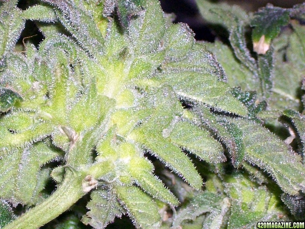 KingJohnC_s_Green_Sun_LED_Lights_Znet4_Aeroponic_Indoor_Grow_Journal_and_Review_2015-01-17_-_075.JPG