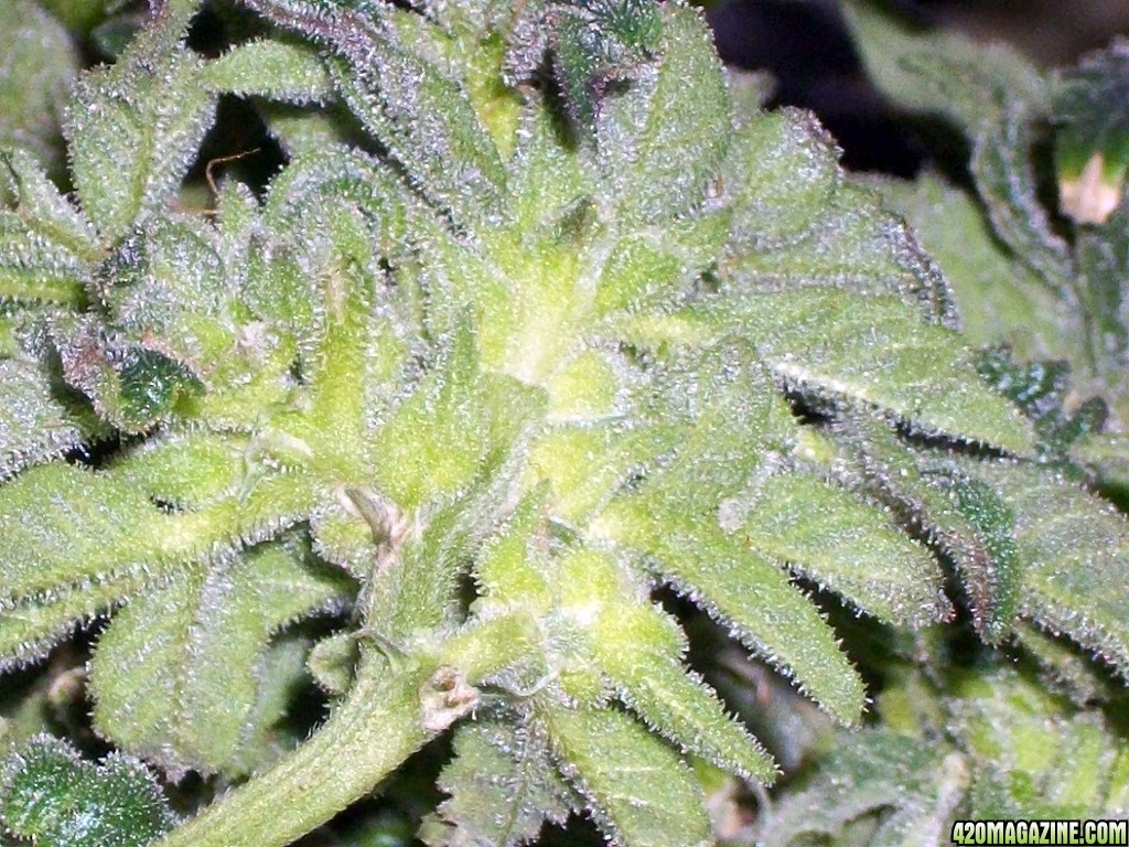 KingJohnC_s_Green_Sun_LED_Lights_Znet4_Aeroponic_Indoor_Grow_Journal_and_Review_2015-01-17_-_076.JPG
