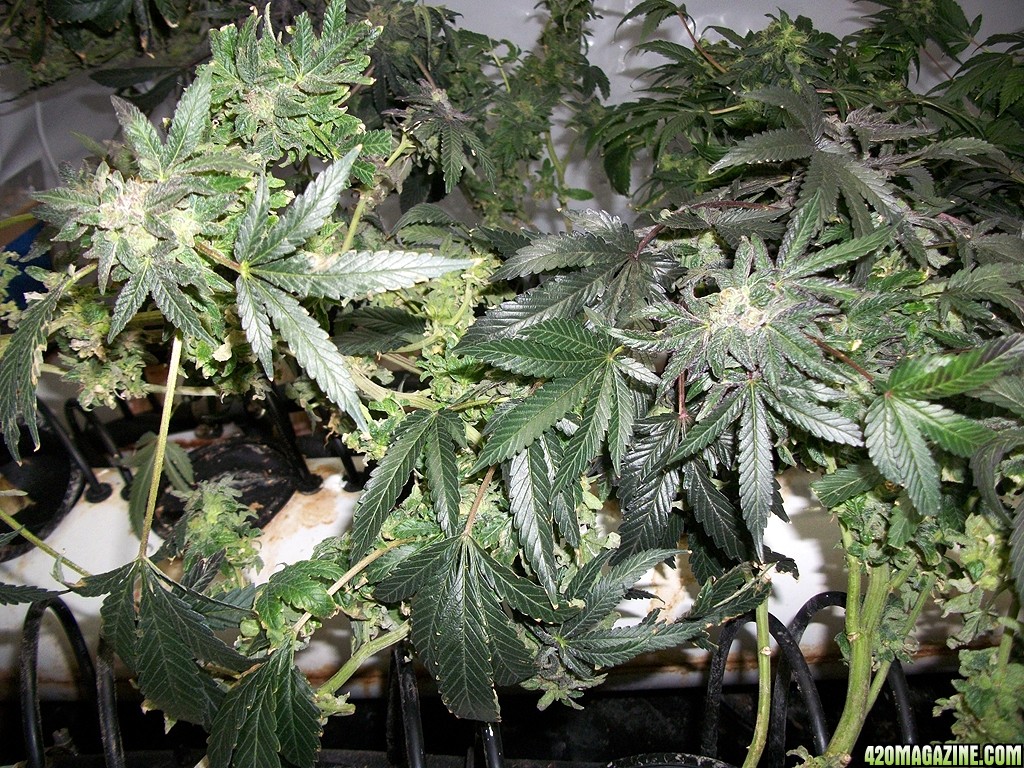 KingJohnC_s_Green_Sun_LED_Lights_Znet4_Aeroponic_Indoor_Grow_Journal_and_Review_2015-01-17_-_078.JPG