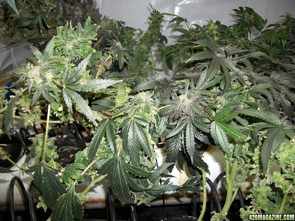 KingJohnC_s_Green_Sun_LED_Lights_Znet4_Aeroponic_Indoor_Grow_Journal_and_Review_2015-01-17_-_079.JPG