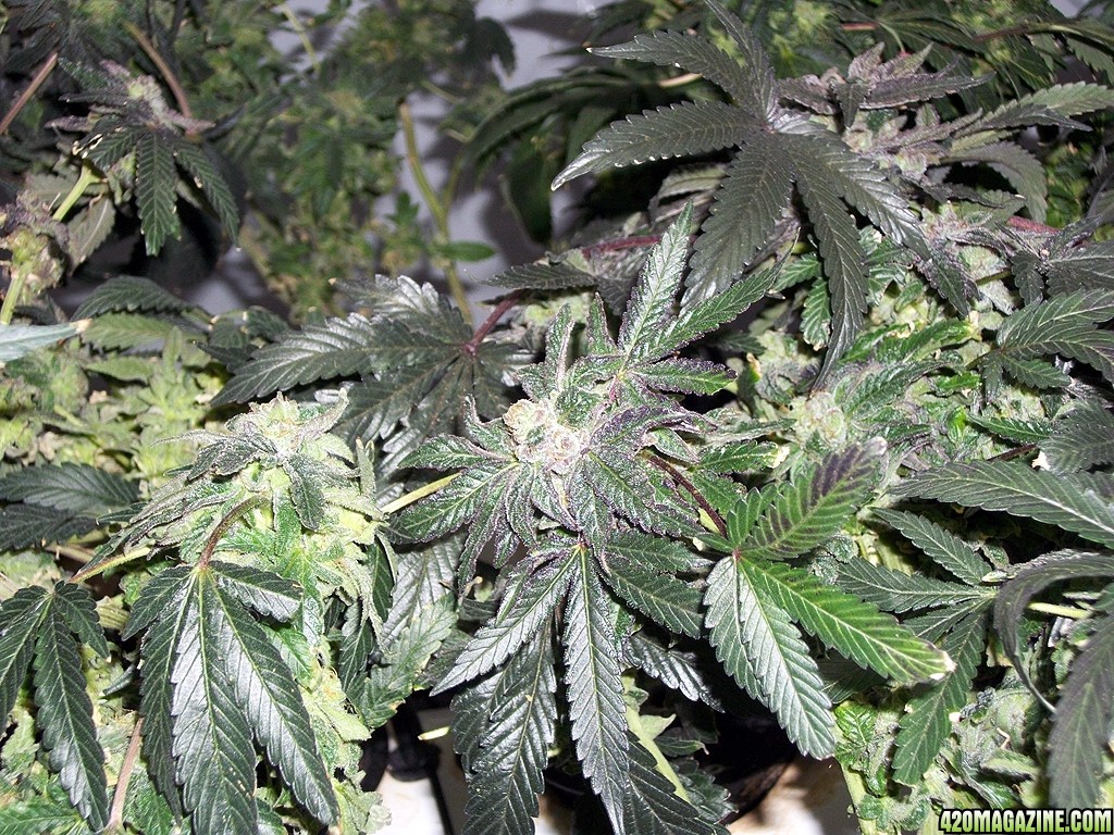 KingJohnC_s_Green_Sun_LED_Lights_Znet4_Aeroponic_Indoor_Grow_Journal_and_Review_2015-01-17_-_080.JPG