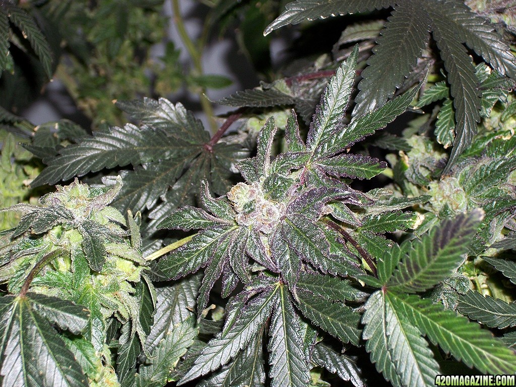 KingJohnC_s_Green_Sun_LED_Lights_Znet4_Aeroponic_Indoor_Grow_Journal_and_Review_2015-01-17_-_081.JPG