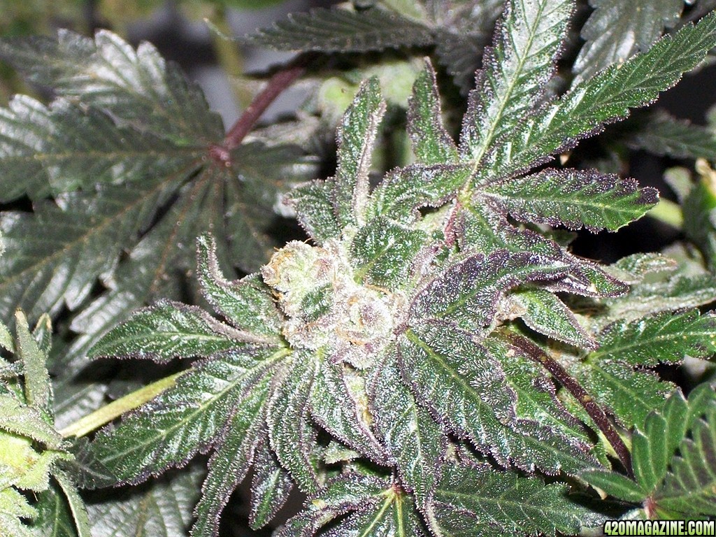 KingJohnC_s_Green_Sun_LED_Lights_Znet4_Aeroponic_Indoor_Grow_Journal_and_Review_2015-01-17_-_082.JPG