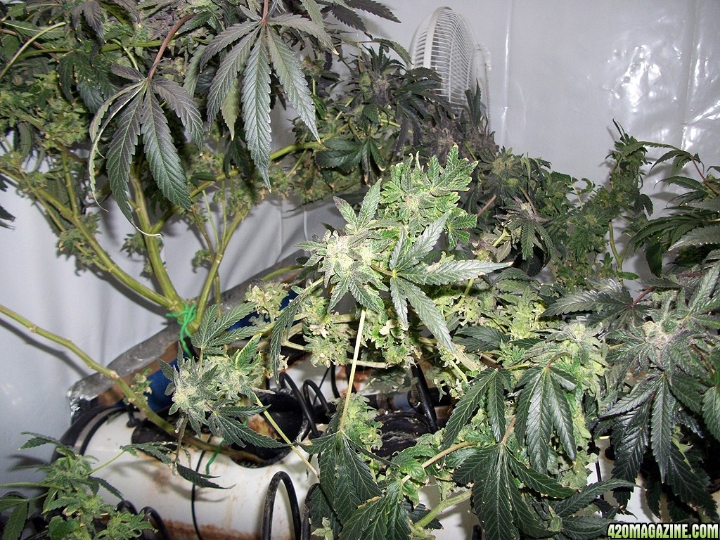 KingJohnC_s_Green_Sun_LED_Lights_Znet4_Aeroponic_Indoor_Grow_Journal_and_Review_2015-01-17_-_086.JPG