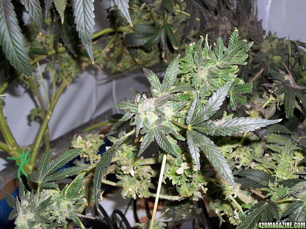 KingJohnC_s_Green_Sun_LED_Lights_Znet4_Aeroponic_Indoor_Grow_Journal_and_Review_2015-01-17_-_087.JPG