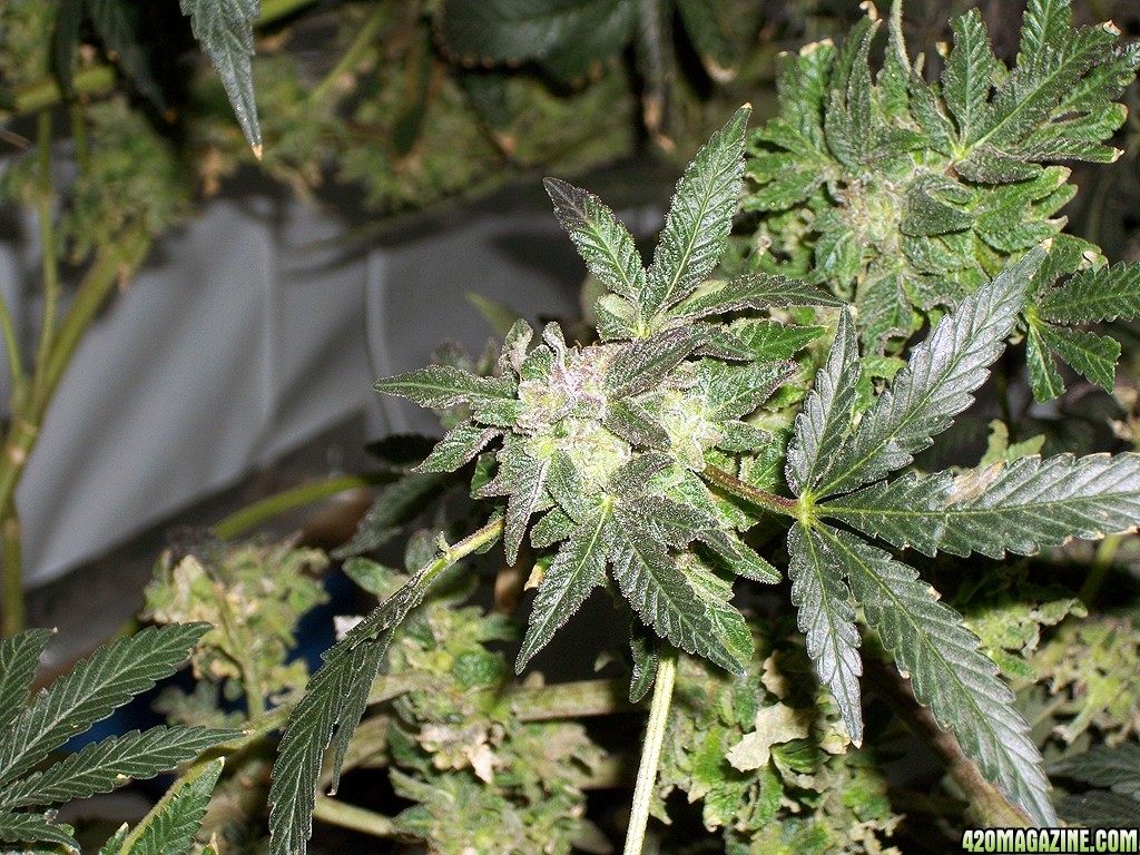 KingJohnC_s_Green_Sun_LED_Lights_Znet4_Aeroponic_Indoor_Grow_Journal_and_Review_2015-01-17_-_088.JPG