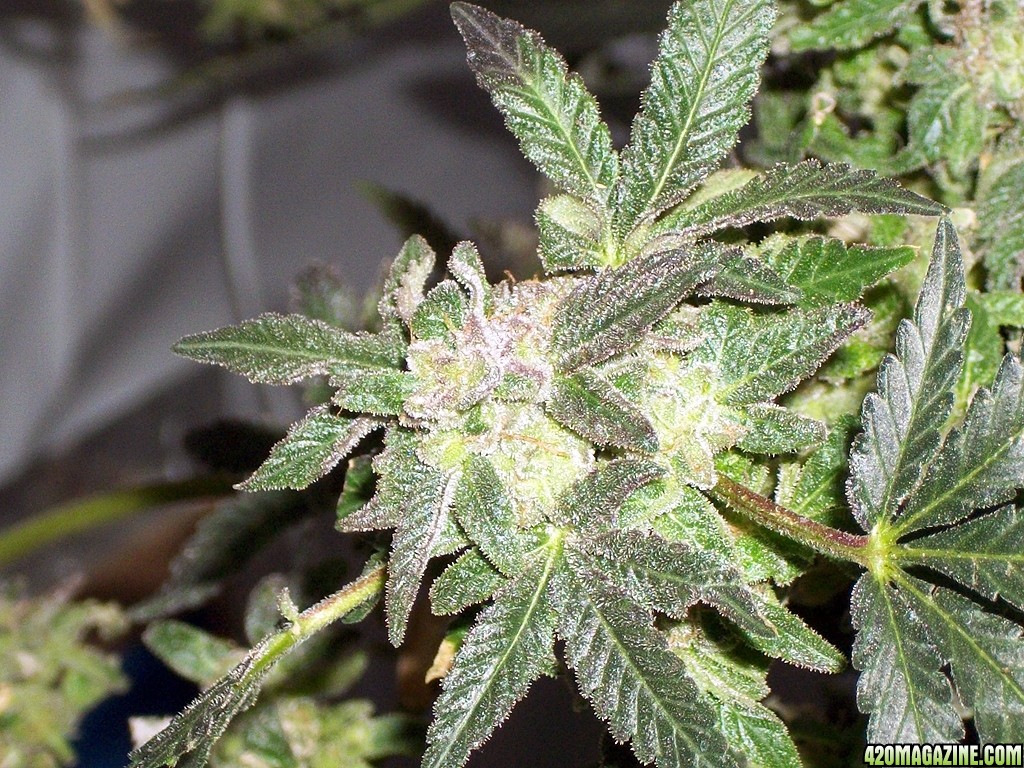 KingJohnC_s_Green_Sun_LED_Lights_Znet4_Aeroponic_Indoor_Grow_Journal_and_Review_2015-01-17_-_089.JPG