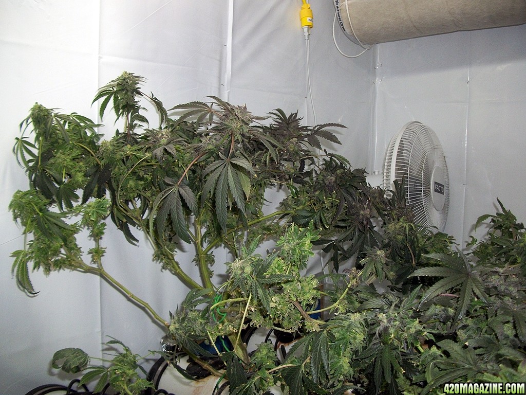 KingJohnC_s_Green_Sun_LED_Lights_Znet4_Aeroponic_Indoor_Grow_Journal_and_Review_2015-01-17_-_093.JPG