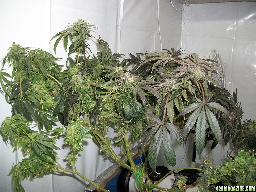 KingJohnC_s_Green_Sun_LED_Lights_Znet4_Aeroponic_Indoor_Grow_Journal_and_Review_2015-01-17_-_094.JPG