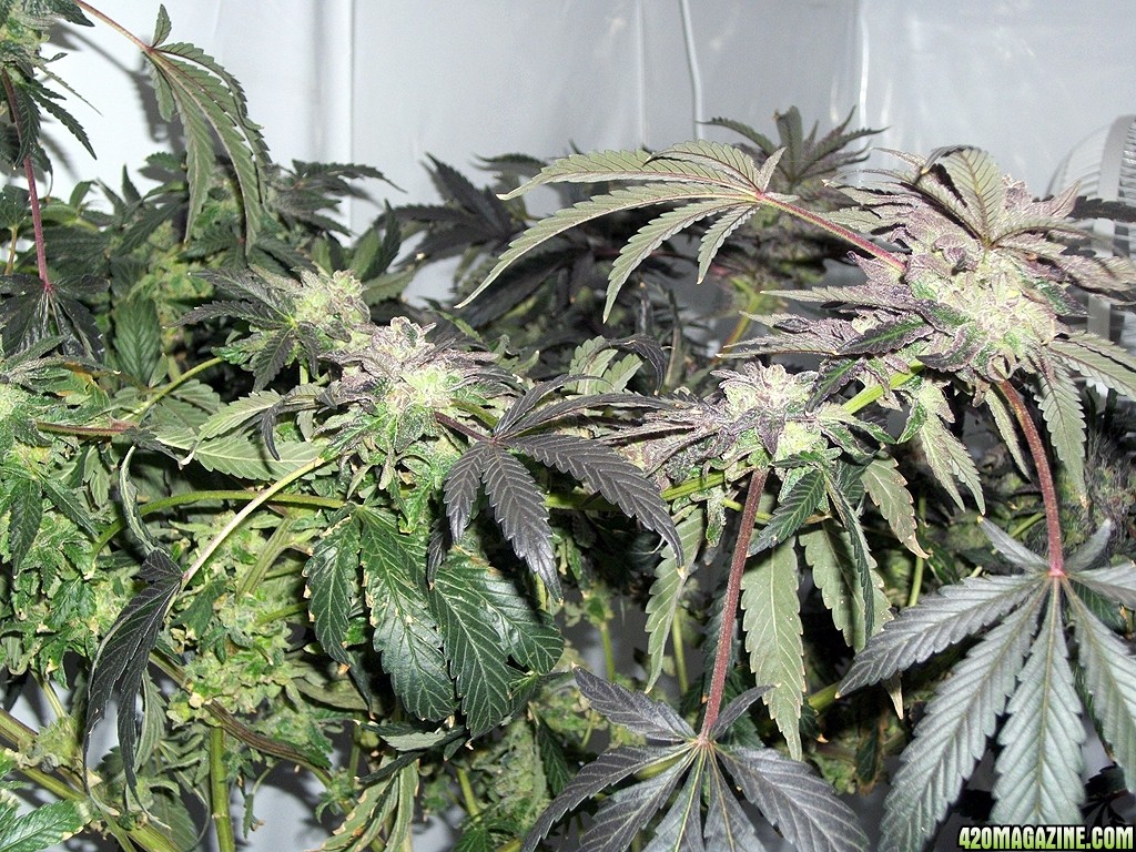 KingJohnC_s_Green_Sun_LED_Lights_Znet4_Aeroponic_Indoor_Grow_Journal_and_Review_2015-01-17_-_095.JPG