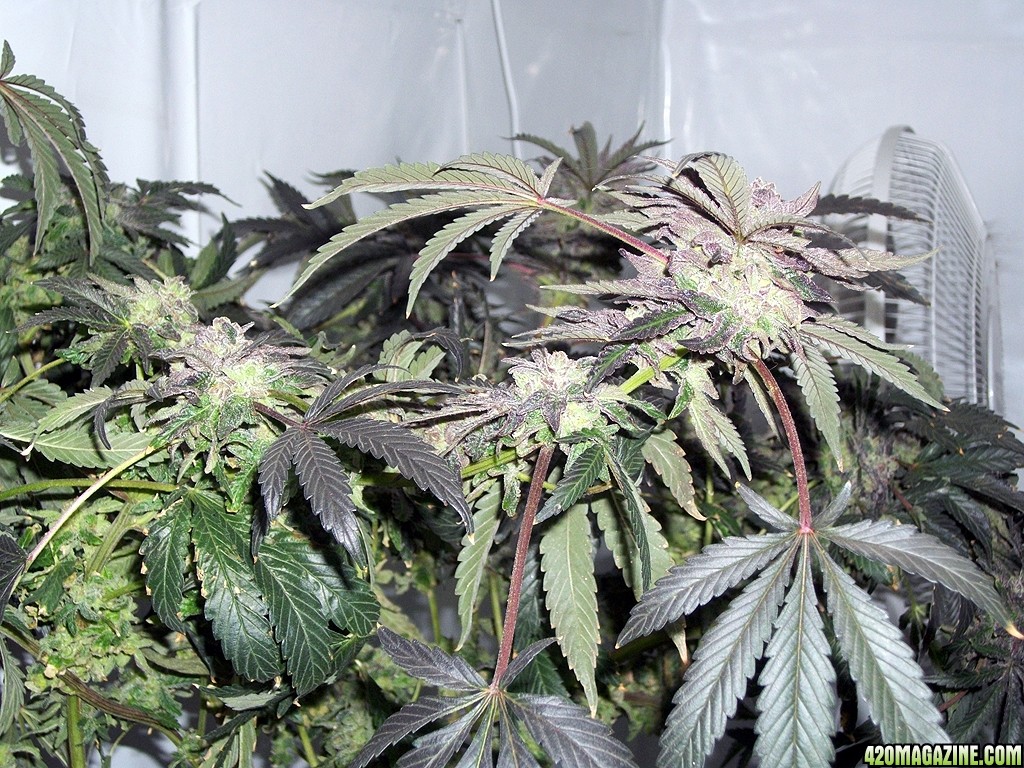 KingJohnC_s_Green_Sun_LED_Lights_Znet4_Aeroponic_Indoor_Grow_Journal_and_Review_2015-01-17_-_096.JPG