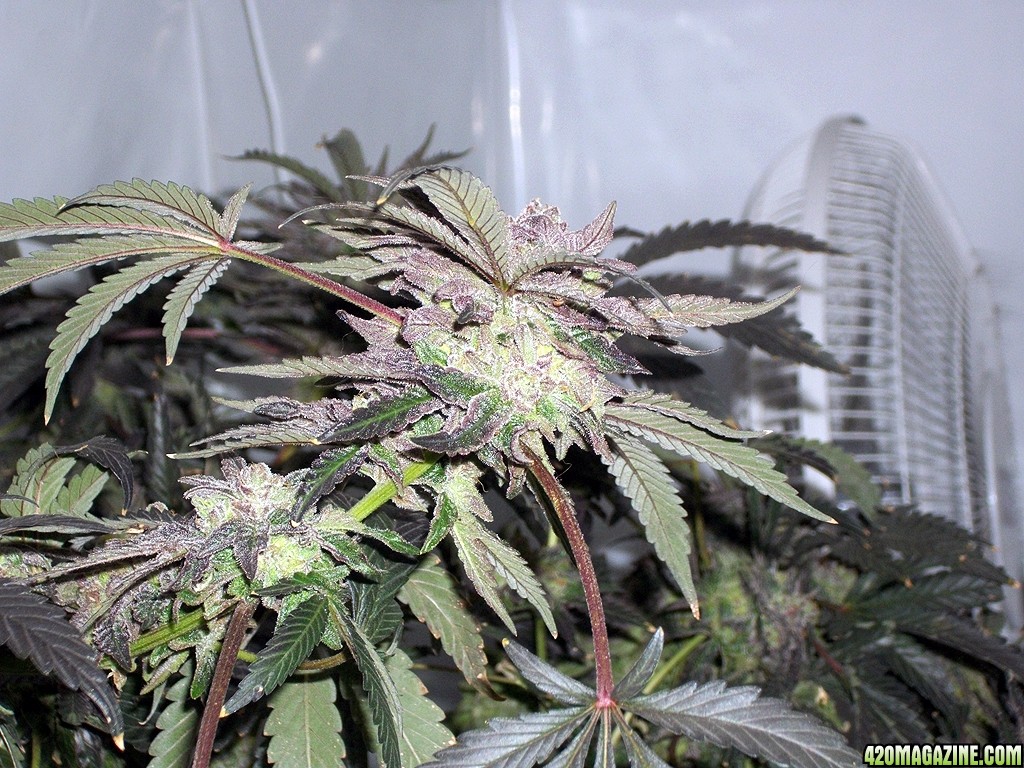KingJohnC_s_Green_Sun_LED_Lights_Znet4_Aeroponic_Indoor_Grow_Journal_and_Review_2015-01-17_-_097.JPG