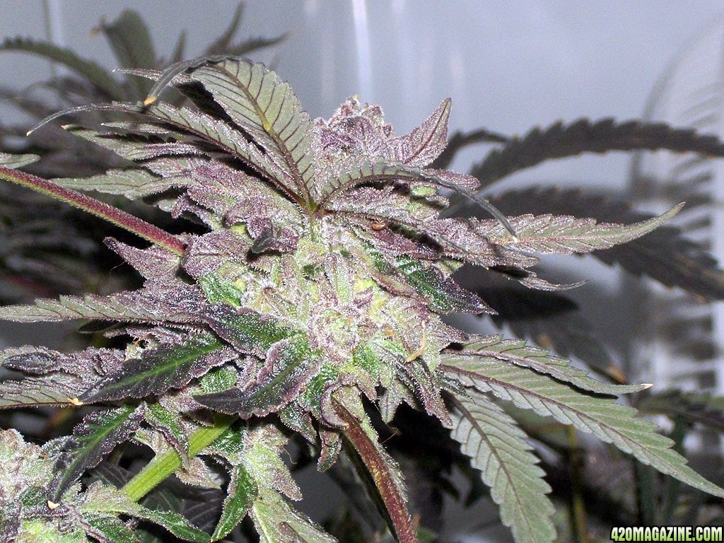 KingJohnC_s_Green_Sun_LED_Lights_Znet4_Aeroponic_Indoor_Grow_Journal_and_Review_2015-01-17_-_098.JPG