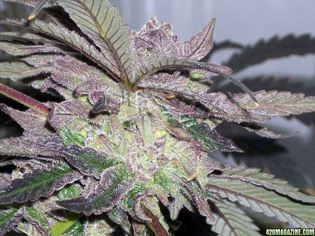 KingJohnC_s_Green_Sun_LED_Lights_Znet4_Aeroponic_Indoor_Grow_Journal_and_Review_2015-01-17_-_099.JPG