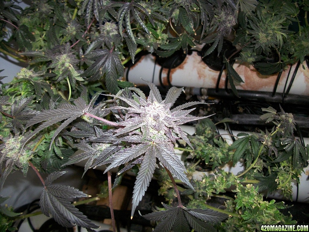 KingJohnC_s_Green_Sun_LED_Lights_Znet4_Aeroponic_Indoor_Grow_Journal_and_Review_2015-01-17_-_102.JPG