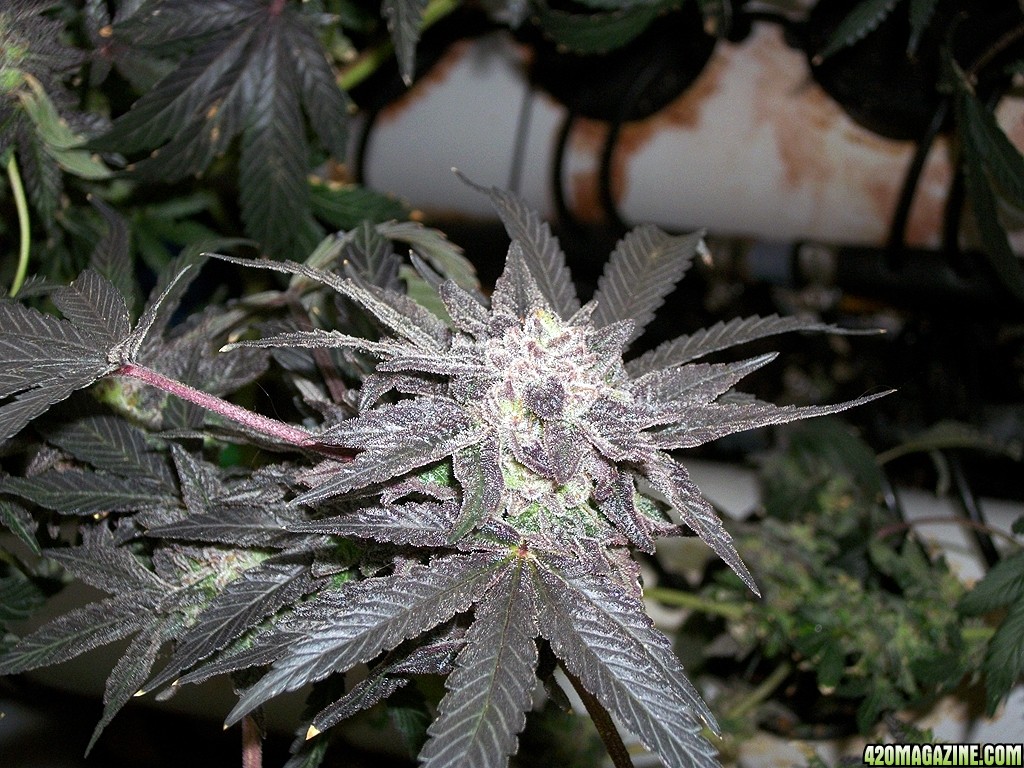 KingJohnC_s_Green_Sun_LED_Lights_Znet4_Aeroponic_Indoor_Grow_Journal_and_Review_2015-01-17_-_103.JPG