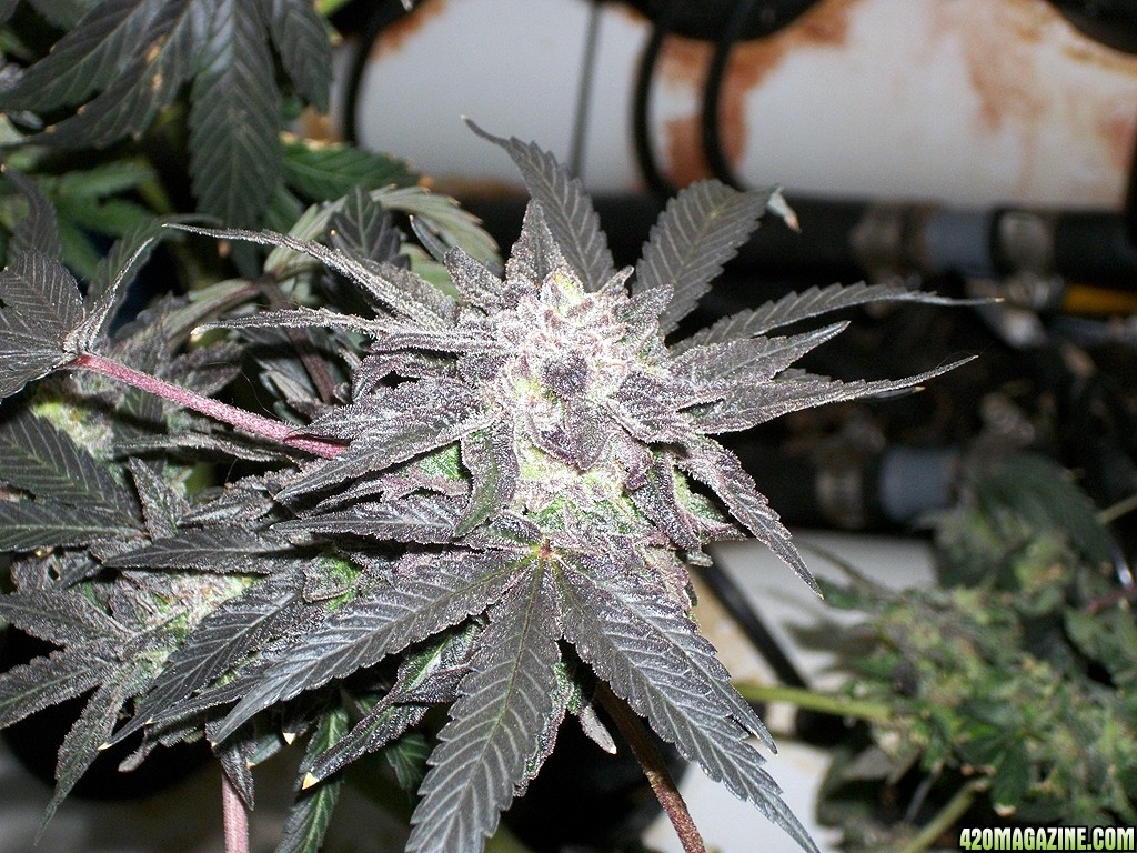 KingJohnC_s_Green_Sun_LED_Lights_Znet4_Aeroponic_Indoor_Grow_Journal_and_Review_2015-01-17_-_104.JPG