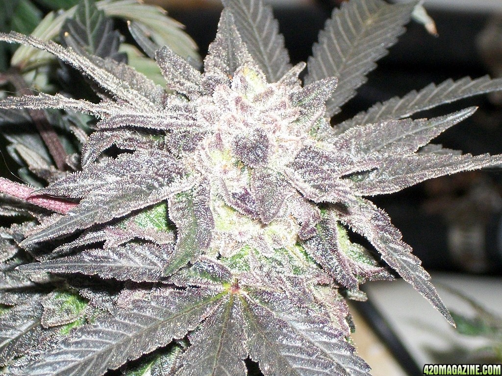KingJohnC_s_Green_Sun_LED_Lights_Znet4_Aeroponic_Indoor_Grow_Journal_and_Review_2015-01-17_-_105.JPG