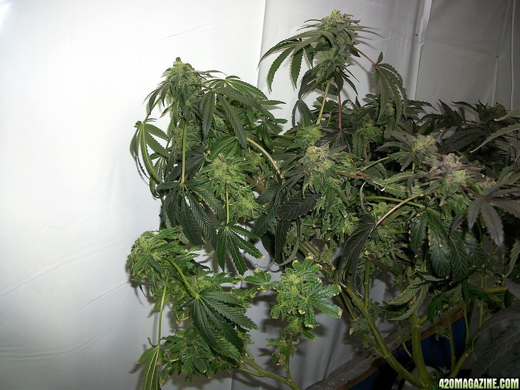 KingJohnC_s_Green_Sun_LED_Lights_Znet4_Aeroponic_Indoor_Grow_Journal_and_Review_2015-01-17_-_110.JPG