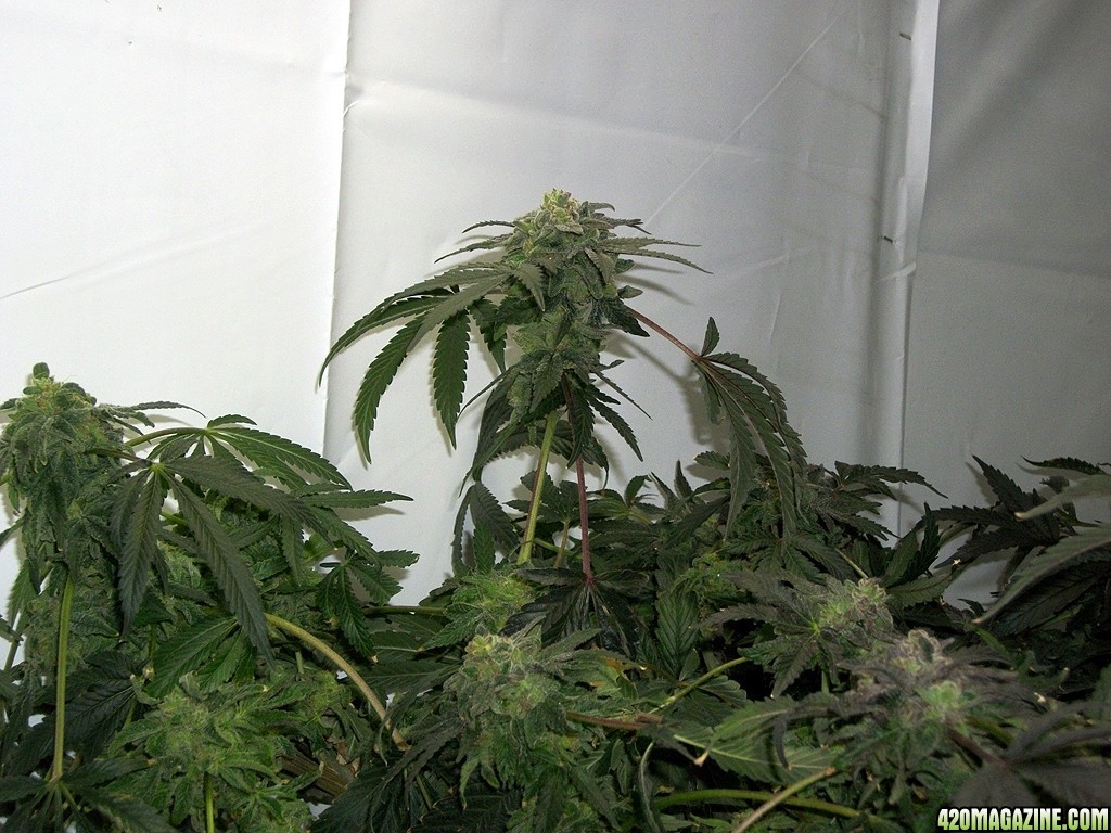 KingJohnC_s_Green_Sun_LED_Lights_Znet4_Aeroponic_Indoor_Grow_Journal_and_Review_2015-01-17_-_111.JPG