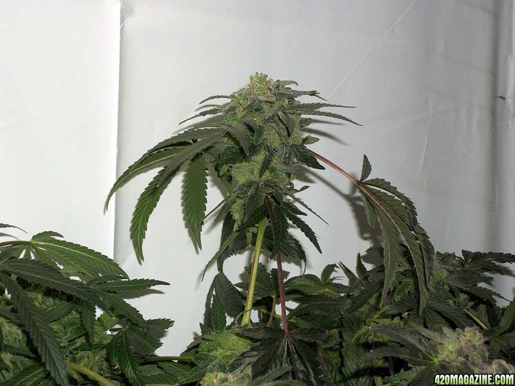 KingJohnC_s_Green_Sun_LED_Lights_Znet4_Aeroponic_Indoor_Grow_Journal_and_Review_2015-01-17_-_112.JPG
