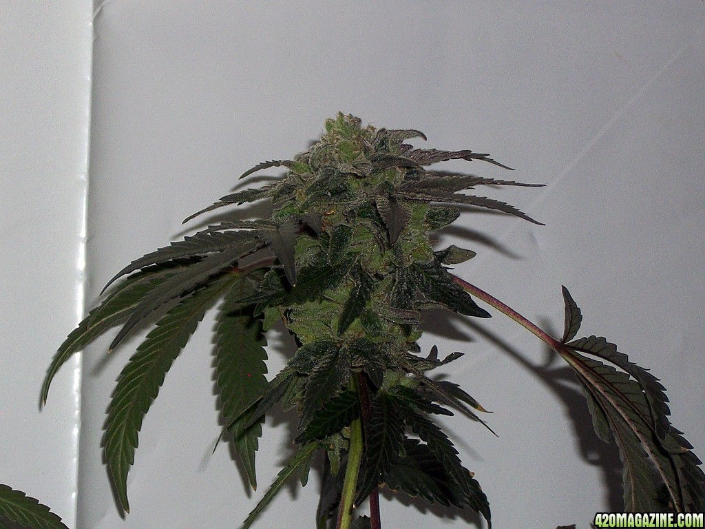 KingJohnC_s_Green_Sun_LED_Lights_Znet4_Aeroponic_Indoor_Grow_Journal_and_Review_2015-01-17_-_114.JPG