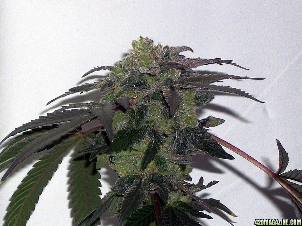 KingJohnC_s_Green_Sun_LED_Lights_Znet4_Aeroponic_Indoor_Grow_Journal_and_Review_2015-01-17_-_115.JPG