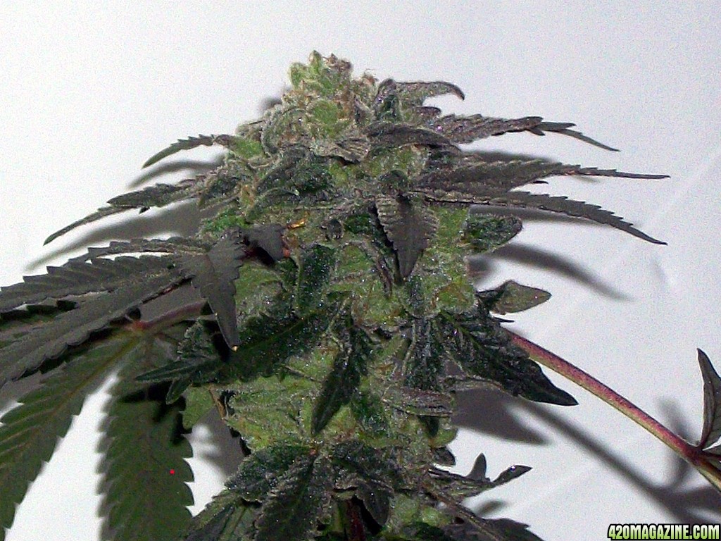 KingJohnC_s_Green_Sun_LED_Lights_Znet4_Aeroponic_Indoor_Grow_Journal_and_Review_2015-01-17_-_116.JPG