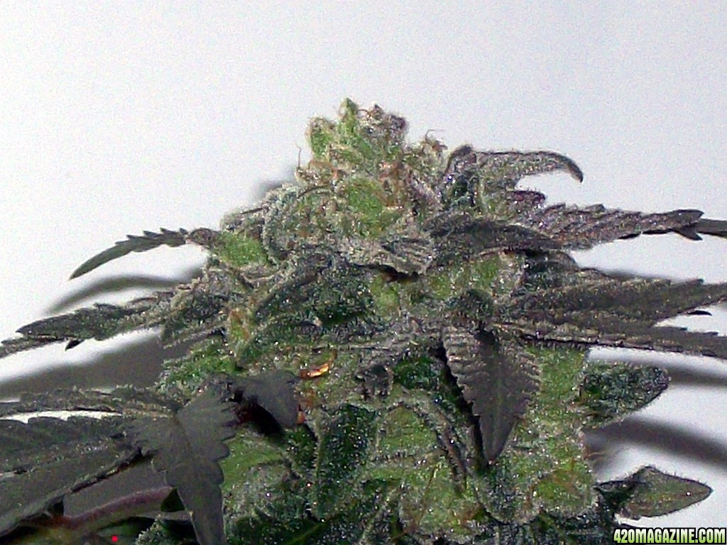 KingJohnC_s_Green_Sun_LED_Lights_Znet4_Aeroponic_Indoor_Grow_Journal_and_Review_2015-01-17_-_117.JPG