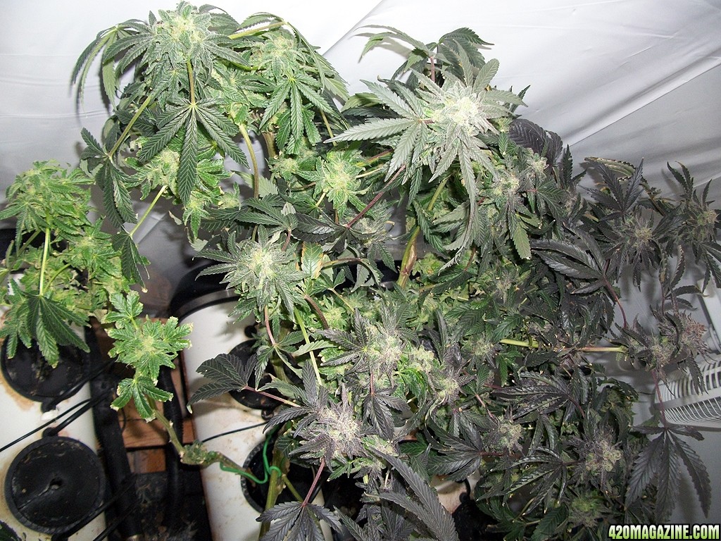 KingJohnC_s_Green_Sun_LED_Lights_Znet4_Aeroponic_Indoor_Grow_Journal_and_Review_2015-01-17_-_118.JPG