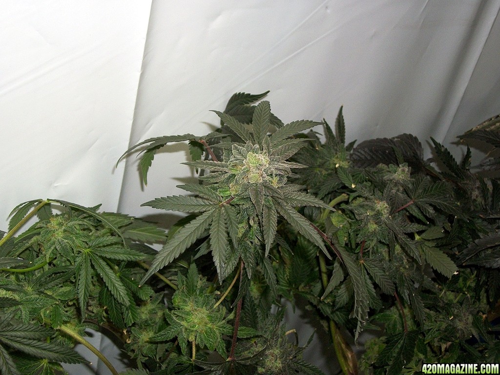 KingJohnC_s_Green_Sun_LED_Lights_Znet4_Aeroponic_Indoor_Grow_Journal_and_Review_2015-01-17_-_119.JPG