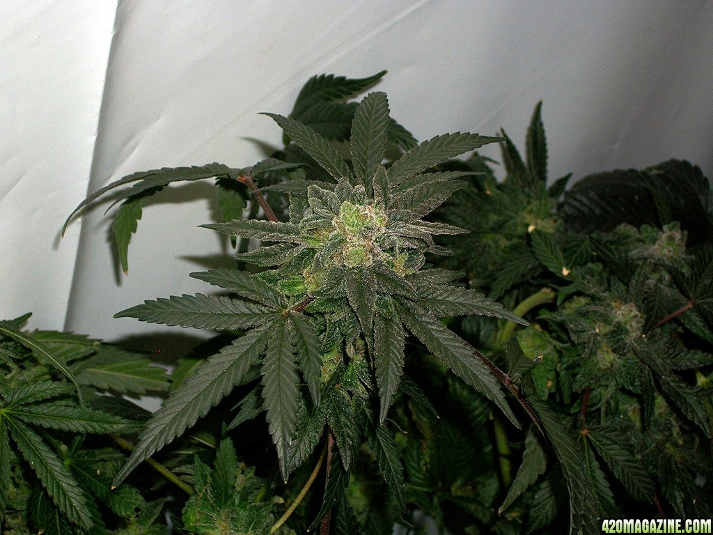 KingJohnC_s_Green_Sun_LED_Lights_Znet4_Aeroponic_Indoor_Grow_Journal_and_Review_2015-01-17_-_120.JPG