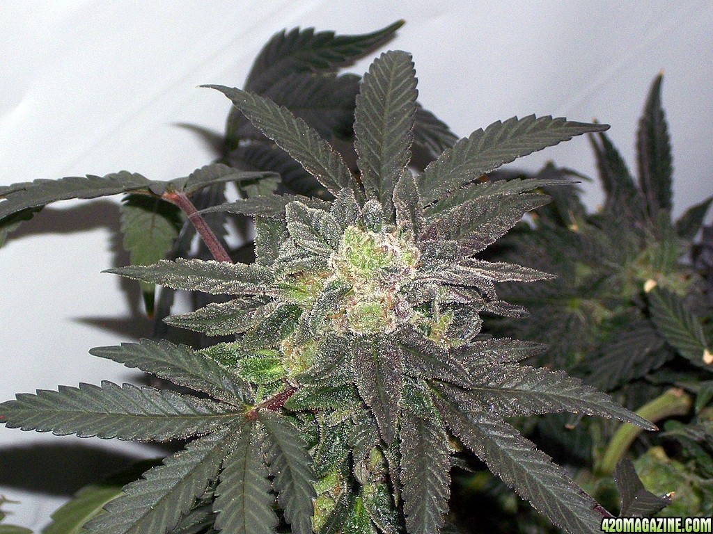 KingJohnC_s_Green_Sun_LED_Lights_Znet4_Aeroponic_Indoor_Grow_Journal_and_Review_2015-01-17_-_121.JPG