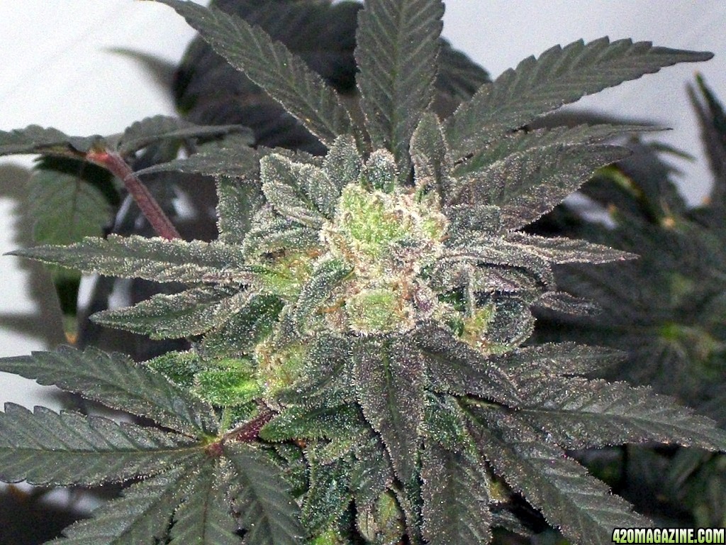 KingJohnC_s_Green_Sun_LED_Lights_Znet4_Aeroponic_Indoor_Grow_Journal_and_Review_2015-01-17_-_122.JPG