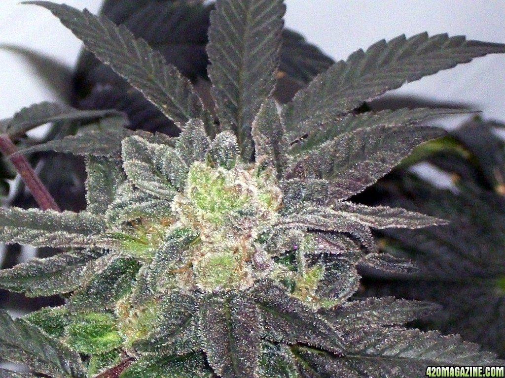 KingJohnC_s_Green_Sun_LED_Lights_Znet4_Aeroponic_Indoor_Grow_Journal_and_Review_2015-01-17_-_123.JPG
