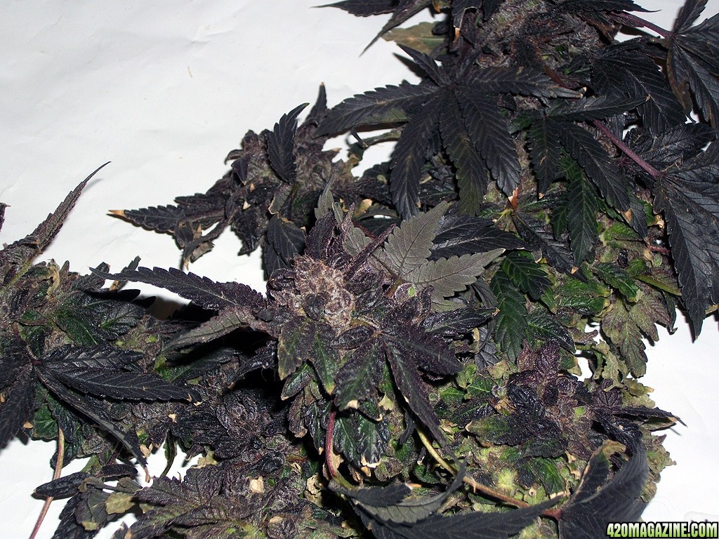 KingJohnC_s_Green_Sun_LED_Lights_Znet4_Aeroponic_Indoor_Grow_Journal_and_Review_2015-02-01008.JPG