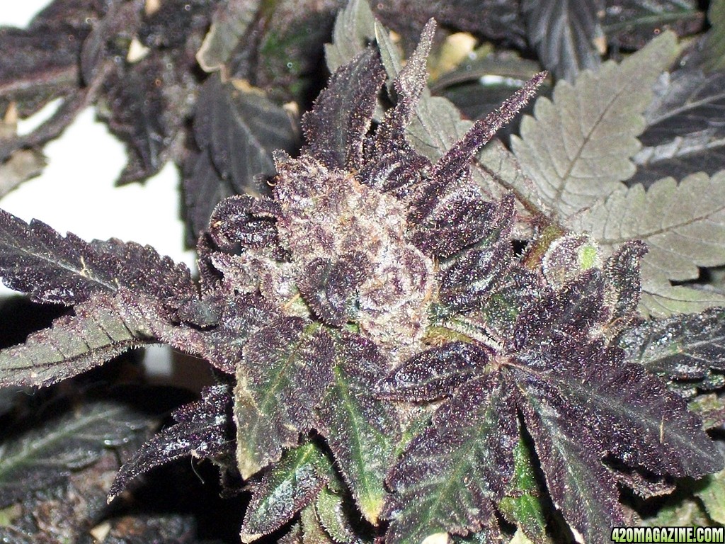 KingJohnC_s_Green_Sun_LED_Lights_Znet4_Aeroponic_Indoor_Grow_Journal_and_Review_2015-02-01010.JPG